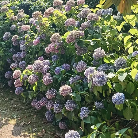 Il Nido Del Pettirosso فندق مبيت وإفطار بورجومانارو